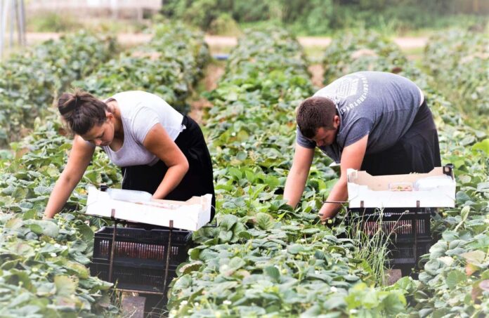 farm worker jobs in canada