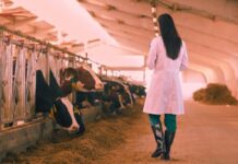 Dairy Cattle Farm Worker Jobs in New Zealand