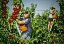 Cherry Picking Jobs in New Zealand