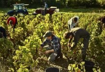 Harvest Labourers needed in Canada