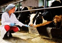 Dairy Farm Worker Jobs in Australia