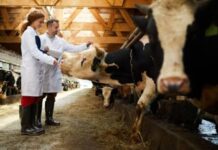 Dairy Farm Assistants needed in NZ