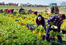 Hiring Now: General Farm Worker (Harvesting)-Canada