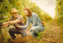 Wanted: Vineyard Workers in Canada