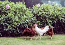Poultry Farm Hands needed in Australia