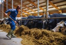Dairy Farm Worker Jobs in Canada