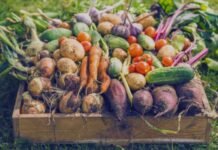 Harvesting Labourer Jobs at Baldev Farm Ltd (Canada). Earn $17.85/hour – Apply before 01-04-2026 harvesting labourer needed to work with vegetables, mushroom and blueberries in canada