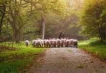 General Shepherds needed in NZ