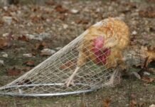 Chicken Catchers wanted in Australia