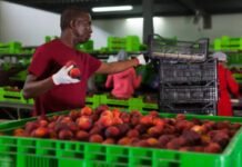 Night shift Picker/Packer needed in Australia (fruits and vegetables)