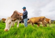 Dairy Farm Workers – Foreman/Woman needed in Canada