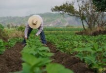 General Farm Hand needed in NZ